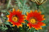 Gazania