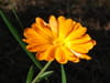 Gerbera