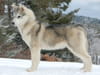 Husky