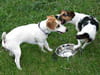 Jack russell