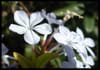 Jasmin