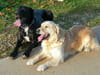 Labrador