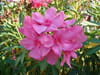 Laurier-rose