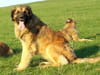 Leonberg