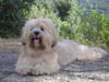 Lhassa apso