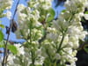 Lilas