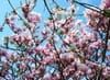 Magnolia