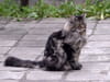 Maine coon