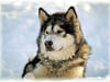Malamute
