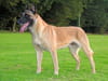 Malinois