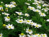 Marguerite