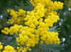 Mimosa