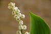 Muguet