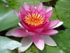 Nénuphar