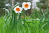 Narcisse