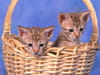 Ocicat