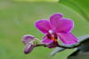 Orchidée