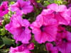 Pétunia