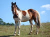 Paint Horse