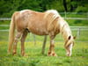 Palomino