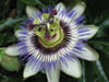 Passiflore
