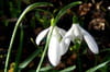 Perce-neige