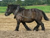 Percheron