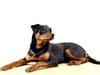Pinscher