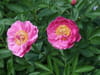 Pivoine