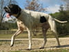 Pointer