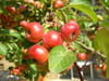 Pommier
