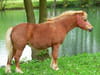 Poney