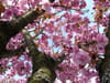 Prunus