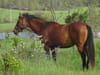 Quarter horse