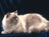 Ragdoll