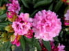 Rhododendron