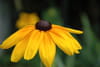 Rudbeckia