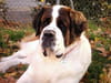 Saint Bernard