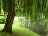 Saule pleureur
