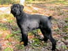 Schnauzer