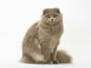 Scottish Fold