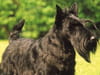 Scottish terrier