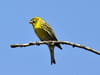 Serin cini