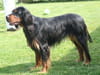 Setter