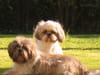 Shih tzu