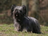 Skye terrier