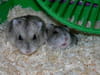 Souris