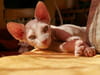 Sphynx