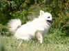 Spitz japonais
