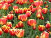 Tulipe